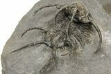 Spiny Ceratarges Trilobite - Zireg, Morocco #222267-5